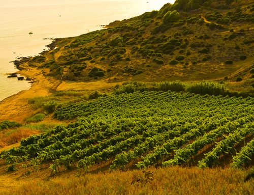 Cantine Settesoli e Apra: insieme verso il successo globale