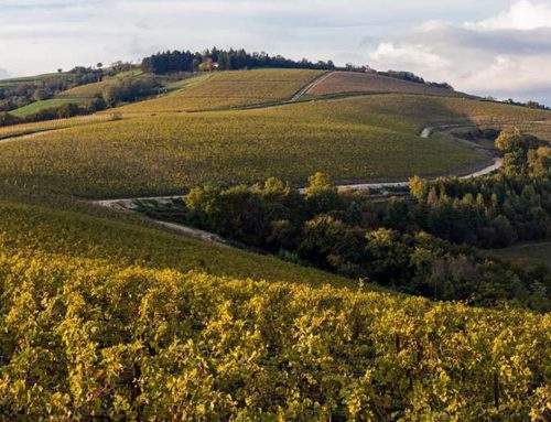 Collina dei Ciliegi e Apra: ecco perchè hanno scelto i-wine