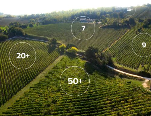 L’intelligenza Artificiale applicata al mondo vitivinicolo