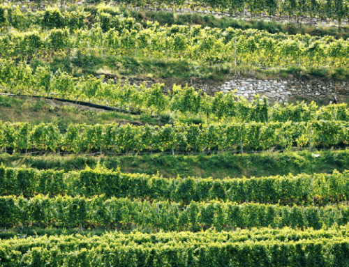 Sostenibilità e tracciabilità nel mercato del vino: la digitalizzazione della filiera vitivinicola